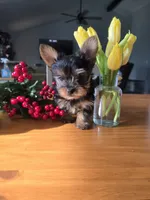 Little Man, a male Yorkshire Terrier for sale in Denver, CO – Photo 2 of 8