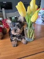 Little Man, a male Yorkshire Terrier for sale in Denver, CO – Photo 6 of 8