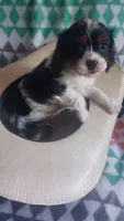 Male Cavalier, a male Cavalier King Charles Spaniel for sale in Denver, CO – Photo 2 of 2