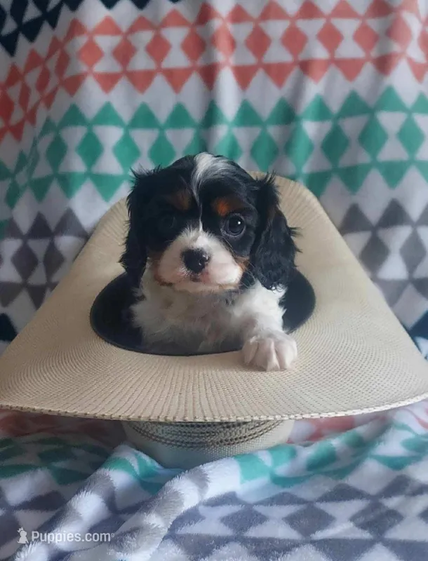 Male Cavalier, a male Cavalier King Charles Spaniel for sale in Denver, CO – Photo 1 of 2