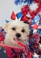 Jenny , a female Bichon Frise and Shih Tzu for sale in Denver, CO – 5 of 5
