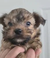 Shorkie Boy, a male Shorkie for sale in Denver, CO – 1 of 7