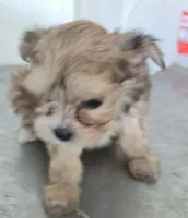 Princess , a female Morkie for sale in Denver, CO – 3 of 10