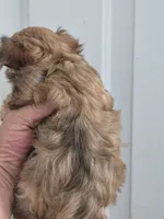 Princess , a female Morkie for sale in Denver, CO – 7 of 10