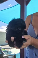 Johnny Cash, a male Shihpoo for sale in Denver, CO – 6 of 9
