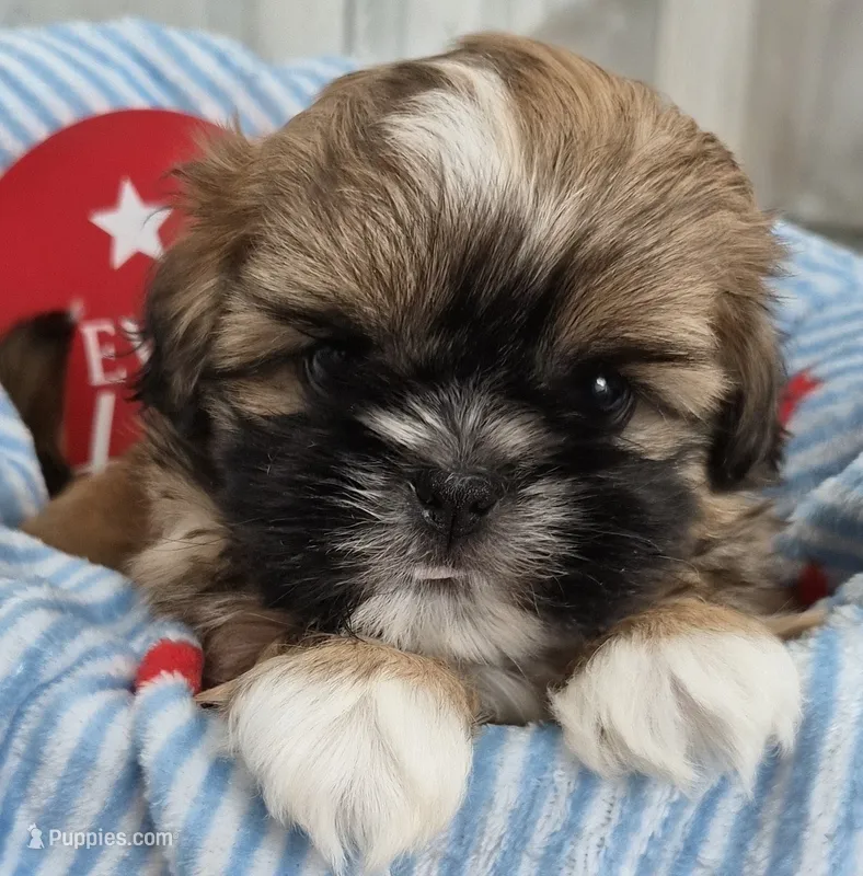 Male Shih Tzu – Shih Tzu puppy for sale in Denver, CO