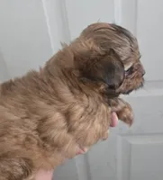 Shorkie Boy, a male Shorkie for sale in Denver, CO – 7 of 7