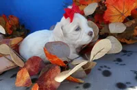 Female 2, a female Shichon for sale in Denver, CO – Photo 2 of 3