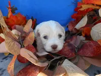 Female 2, a female Shichon for sale in Denver, CO – Photo 3 of 3