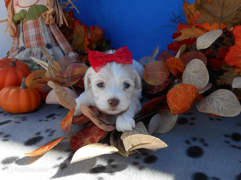 Female 2, a female Shichon for sale in Denver, CO – Photo 1 of 3