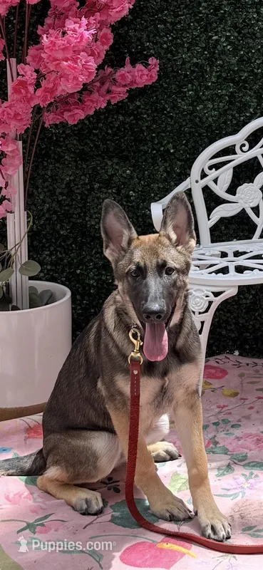 Sadie – German Shepherd Dog puppy for sale in Saint Augustine, FL