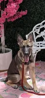 Sadie, a female German Shepherd Dog for sale in Saint Augustine, FL – 1 of 2