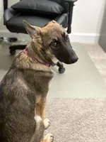 Sadie, a female German Shepherd Dog for sale in Saint Augustine, FL – 2 of 2