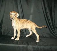 (AKC) FINN, a male Whippet for sale in Owasso, OK – 3 of 9