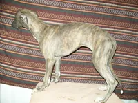 Violet (AKC), a female Whippet for sale in Owasso, OK – 2 of 6