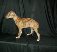 (AKC) FINN, a male Whippet for sale in Owasso, OK – 2 of 9