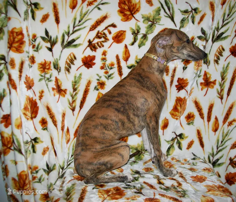 (AKC) FINN – Whippet puppy for sale in Owasso, OK