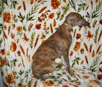 (AKC) FINN, a male Whippet for sale in Owasso, OK – 3 of 4