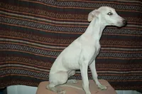 Cotton (AKC), a male Whippet for sale in Owasso, OK – 5 of 5