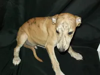 (AKC) BUDDY, a male Whippet for sale in Owasso, OK – 4 of 5