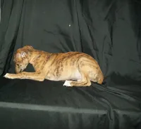 (AKC) FINN, a male Whippet for sale in Owasso, OK – 9 of 9