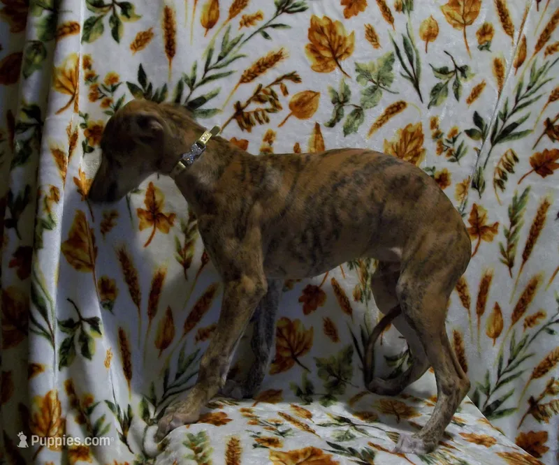 (AKC) FINN – Whippet puppy for sale in Owasso, OK