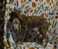 (AKC) FINN, a male Whippet for sale in Owasso, OK – 1 of 4