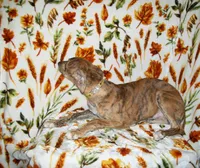 (AKC) FINN, a male Whippet for sale in Owasso, OK – 4 of 4