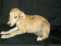 (AKC) BUDDY, a male Whippet for sale in Owasso, OK – 2 of 5