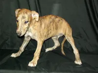(AKC) FINN, a male Whippet for sale in Owasso, OK – 8 of 9