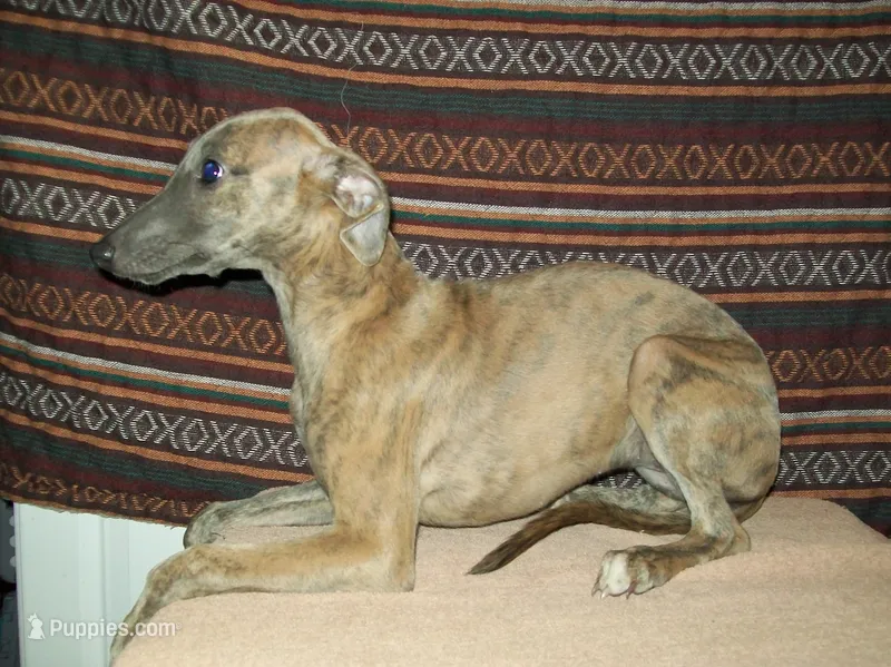 Iris  (AKC) blue brindle  – Whippet puppy for sale in Owasso, OK