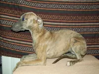 Iris  (AKC), a female Whippet for sale in Owasso, OK – 3 of 7