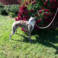 PHOENIX- AKC, a female Whippet for sale in Owasso, OK – Photo 1 of 6