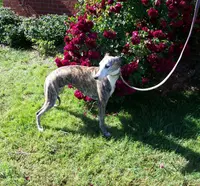 processed/52ddc6e8-84e7-49b7-800c-4d0035b5d16f/listing/27d683a2-a01c-4a1c-9d99-ff653a204df4/403d9f71-3011-49b9-8d68-567de7e05e9b