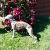 PHOENIX- AKC, a female Whippet for sale in Owasso, OK – Photo 2 of 6