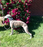 processed/52ddc6e8-84e7-49b7-800c-4d0035b5d16f/listing/27d683a2-a01c-4a1c-9d99-ff653a204df4/68ad82d9-e673-40ac-9e9b-9533081c69ee