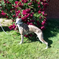 PHOENIX- AKC, a female Whippet for sale in Owasso, OK – Photo 3 of 6