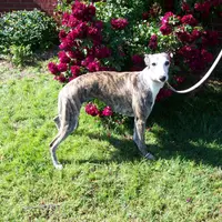 PHOENIX- AKC, a female Whippet for sale in Owasso, OK – Photo 4 of 6