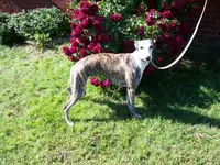 processed/52ddc6e8-84e7-49b7-800c-4d0035b5d16f/listing/27d683a2-a01c-4a1c-9d99-ff653a204df4/924a0e45-0338-4b70-aade-c5fccd03584d