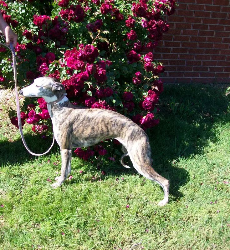 PHOENIX- AKC – Whippet puppy for sale in Owasso, OK