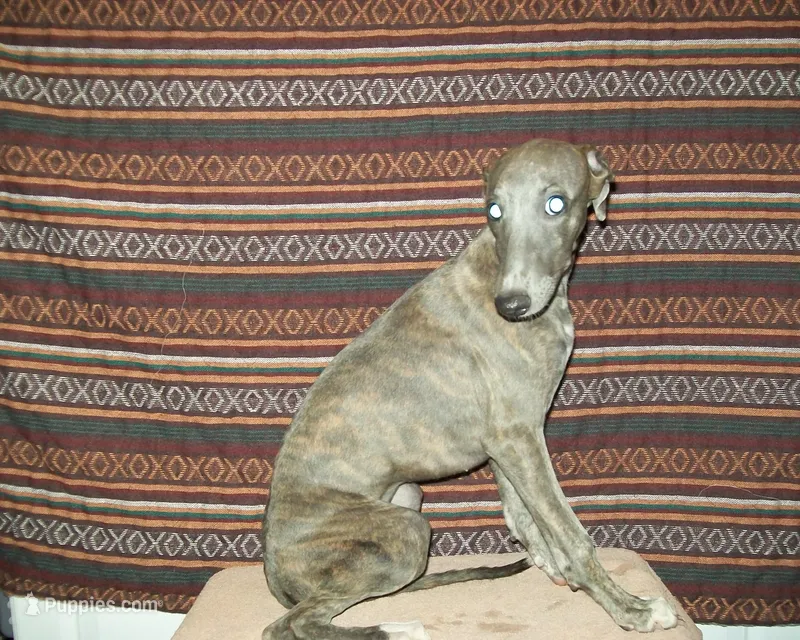 Violet (AKC) – Whippet puppy for sale in Owasso, OK