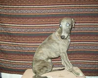 Violet (AKC), a female Whippet for sale in Owasso, OK – 1 of 6