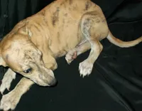 (AKC) BUDDY, a male Whippet for sale in Owasso, OK – 3 of 5