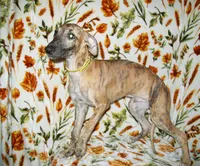 (AKC) BANDIT HOLD, a male Whippet for sale in Owasso, OK – 2 of 7