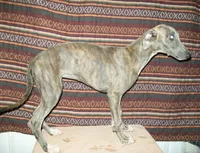 Violet (AKC), a female Whippet for sale in Owasso, OK – 6 of 6