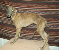 Iris  (AKC), a female Whippet for sale in Owasso, OK – 4 of 7