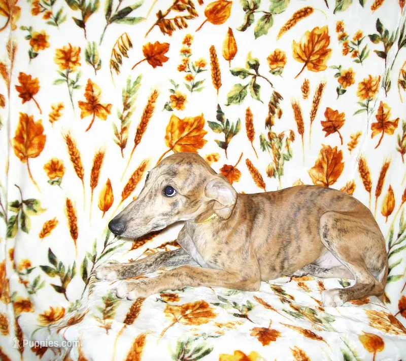 (AKC) BUDDY – Whippet puppy for sale in Owasso, OK