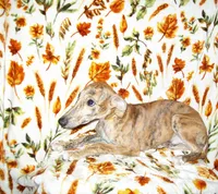 (AKC) BUDDY hold, a male Whippet for sale in Owasso, OK – 2 of 5