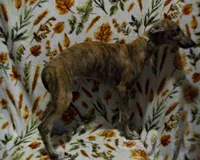 (AKC) FINN, a male Whippet for sale in Owasso, OK – 2 of 4
