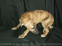 (AKC) BANDIT, a male Whippet for sale in Owasso, OK – 6 of 7